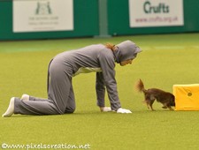 crufts2014-4.jpg