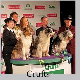 crufts.jpg